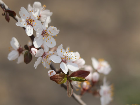 白色李子花