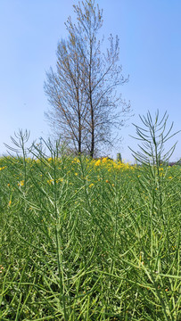 田野景色