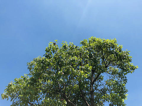 绿树背景