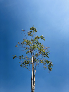 绿叶天空