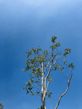 绿叶背景