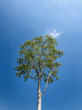 绿叶天空