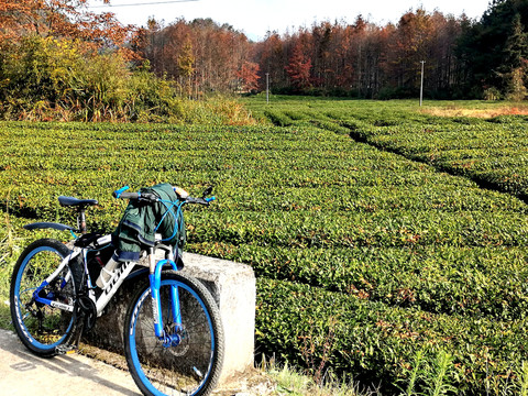 黄山茶叶