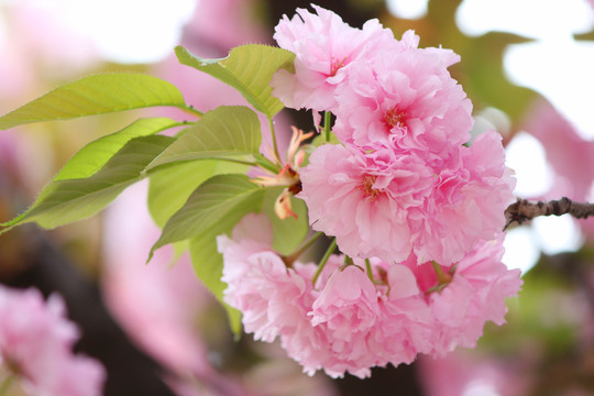 樱花
