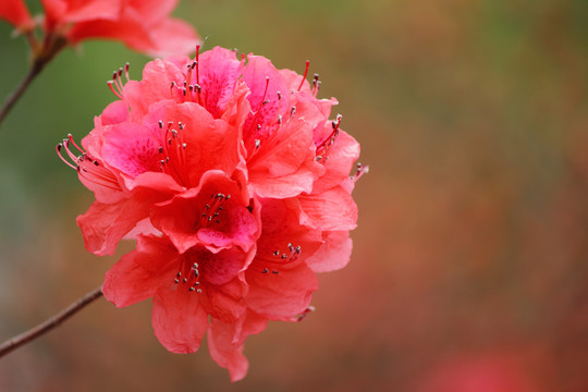 杜鹃花