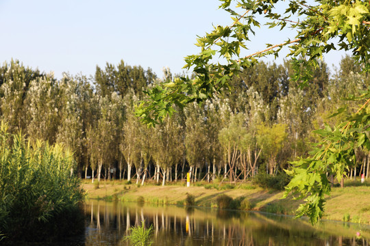 北京东郊湿地公园风光