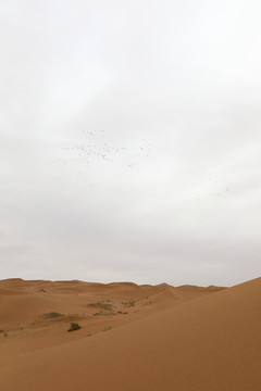 沙漠里的雁群