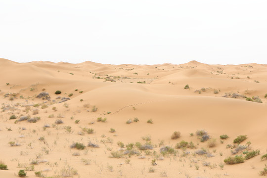 腾格里沙漠植物