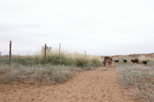 内蒙古腾格里沙漠的绿洲中的牛群