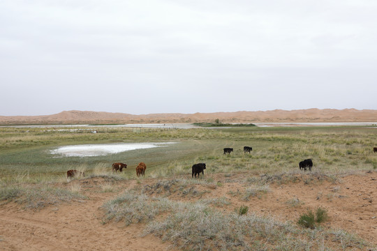 内蒙古腾格里沙漠的绿洲中的牛群