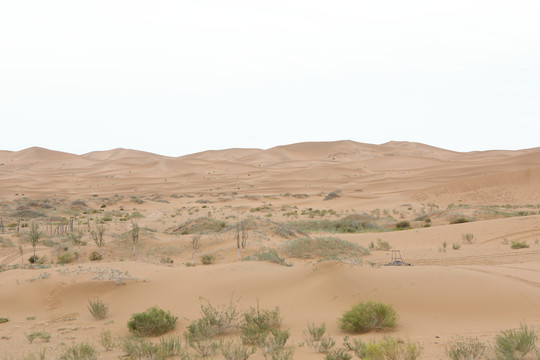 沙漠沙漠植物
