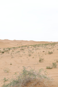 沙漠沙漠植物