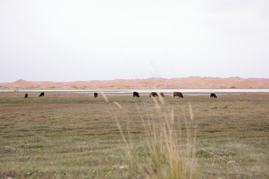 牛群在内蒙古腾格里沙漠的绿洲中