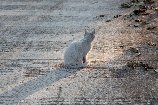 猫咪