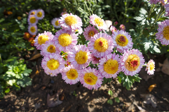 粉菊