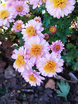 粉菊