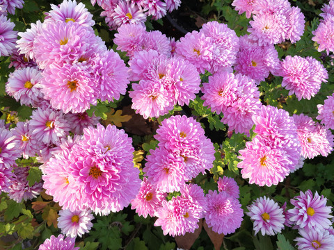 菊花