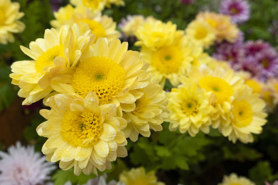 菊花