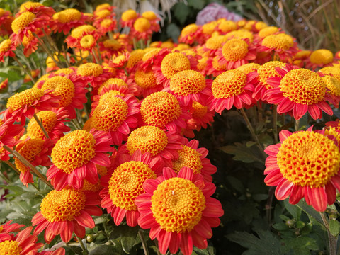 菊花