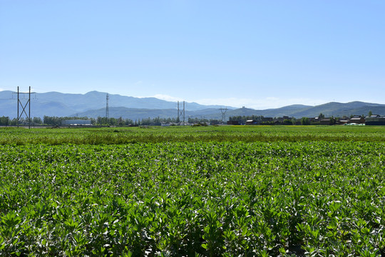 乡村风光