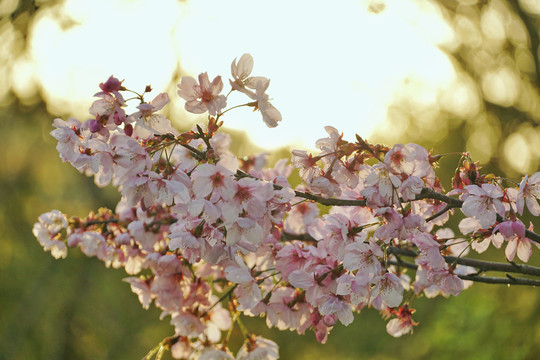 春季粉红樱花特写