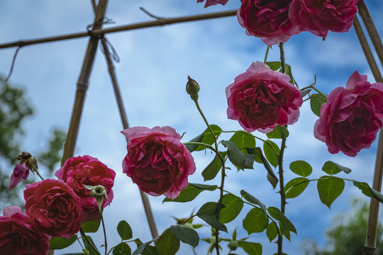 粉红色玫瑰花对天空的特写镜头
