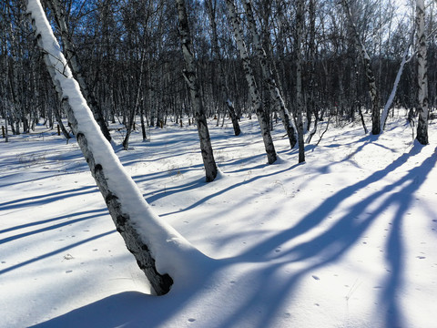 冬季光影白桦林