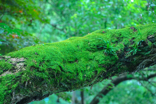 苔藓