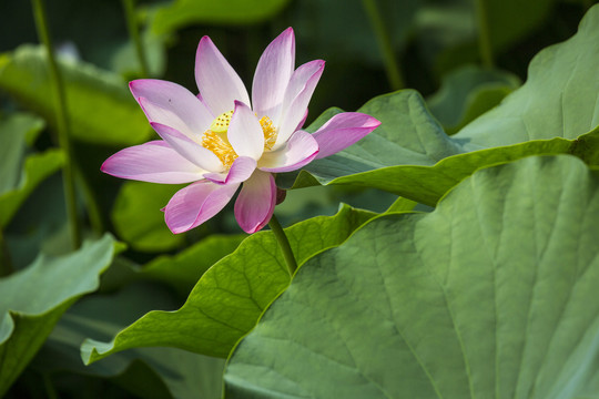 夏日荷花