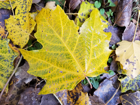 秋天黄色绿色相间的落叶叶片
