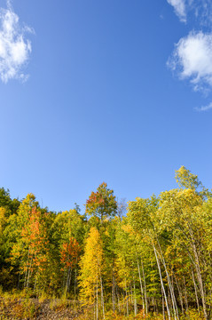 秋色树林