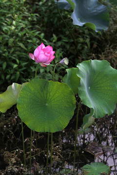 莲花塘