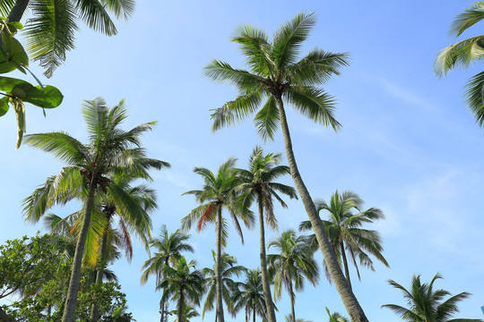 椰子树椰林