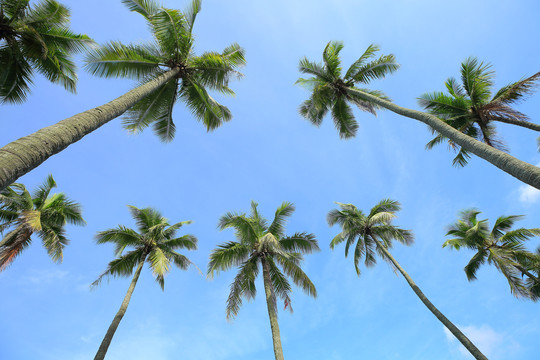 椰子树椰林