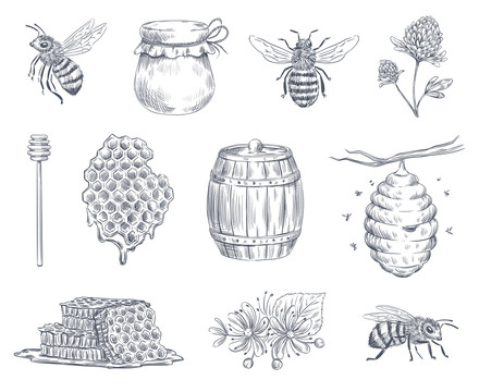 蜜蜂蜂蜜采蜜复古线条风插画