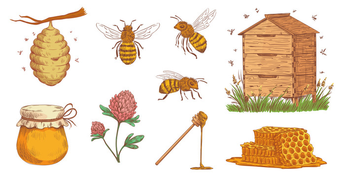 蜜蜂蜂房彩绘复古线条风插画