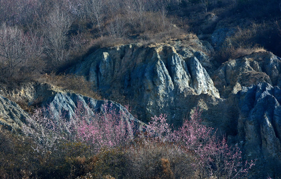 野杏春色