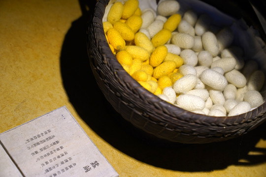 蚕蛹