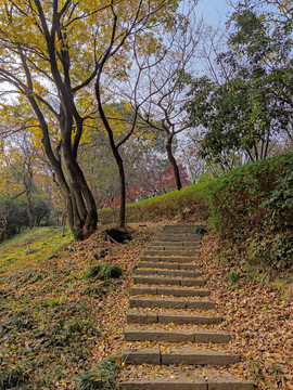 公园石步道