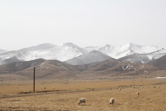 雪山羊群