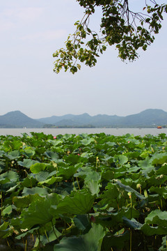 杭州西湖