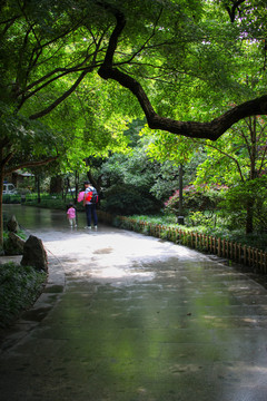 西湖雨中林荫道