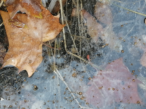 河面封冻的落叶