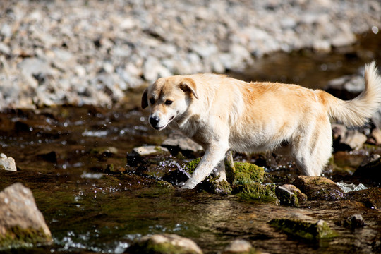 田园犬