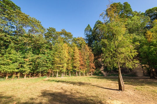 番禺大夫山森林公园