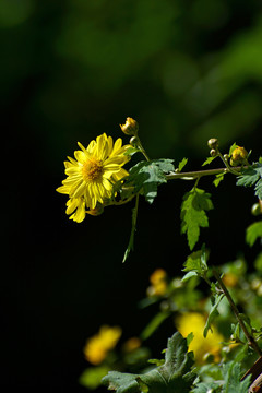 菊花