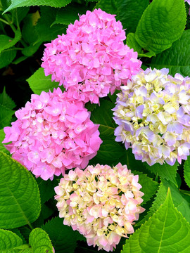 绣球花