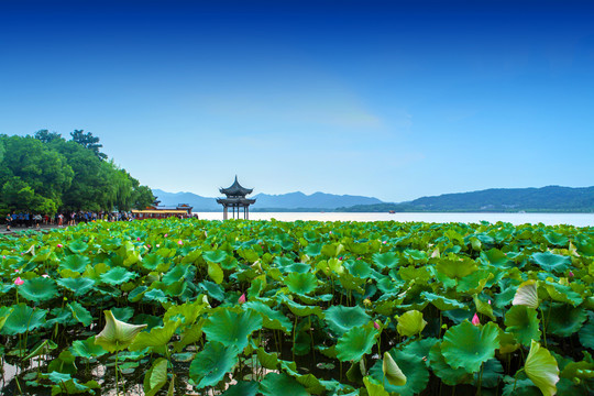 西湖风光集贤亭