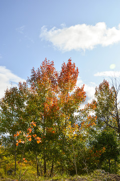 秋季树林