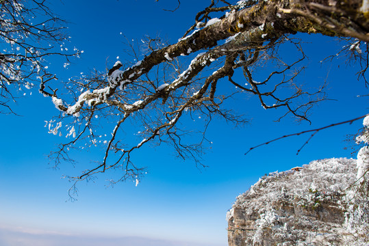 苍雪劲枝